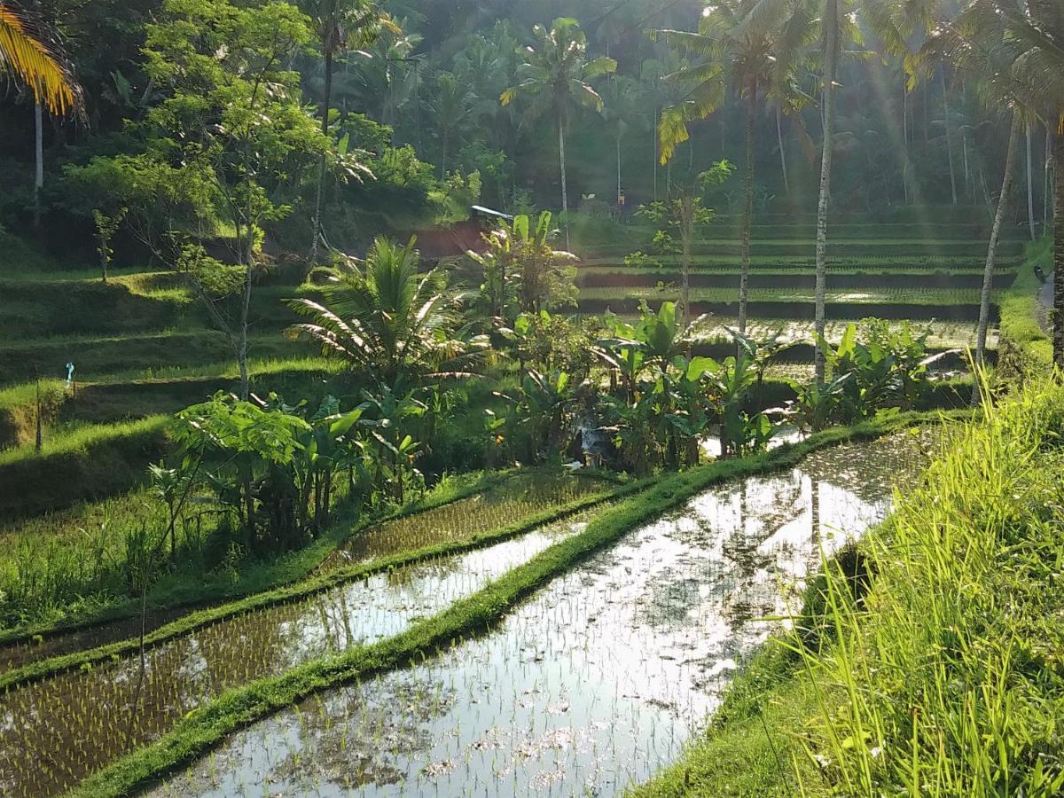 Villa Rimba Ubud Tegallalang  Luaran gambar
