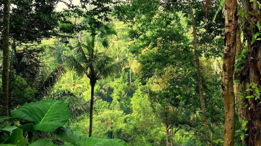 Villa Rimba Ubud Tegallalang  Luaran gambar