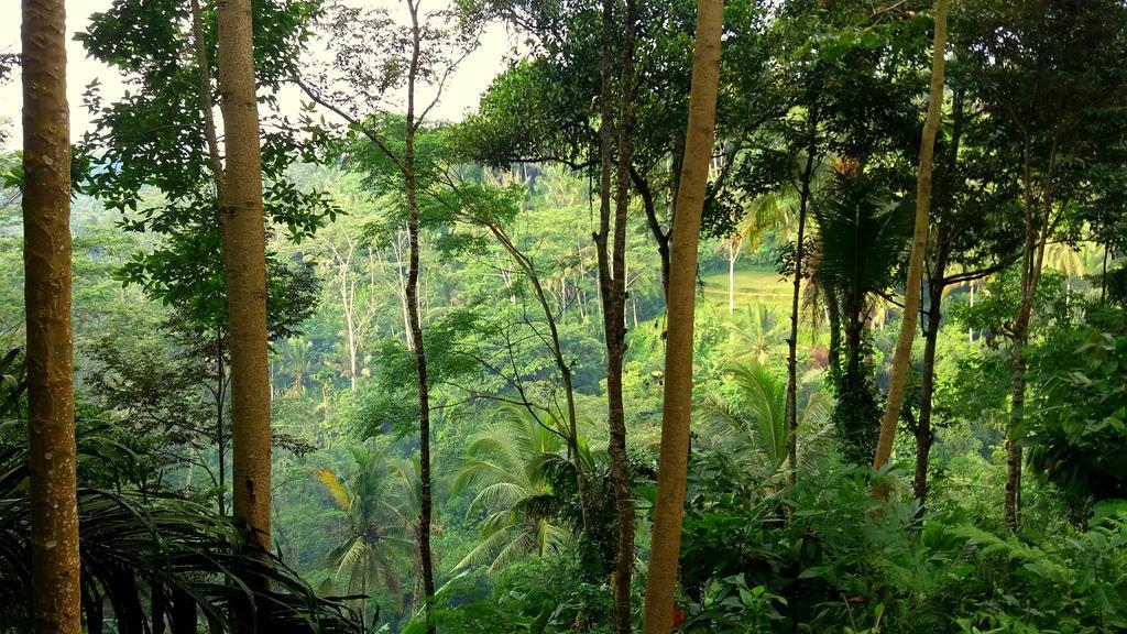 Villa Rimba Ubud Tegallalang  Luaran gambar
