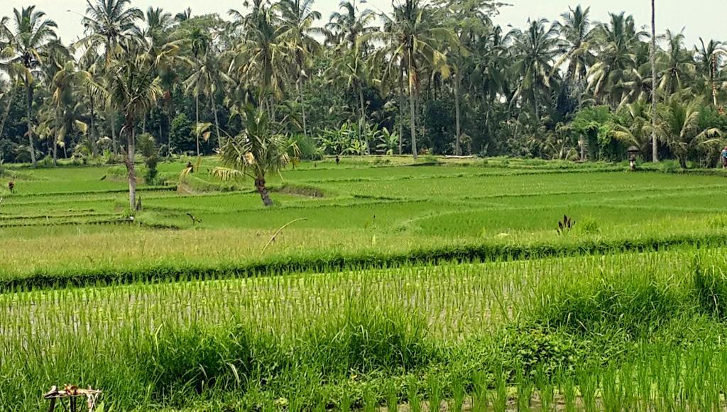 Villa Rimba Ubud Tegallalang  Luaran gambar